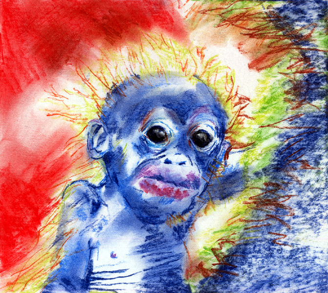 young orang-utan