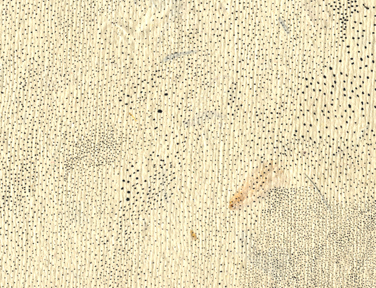 detail